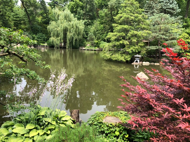 Anderson Japanese Garden pond with Japanese maple