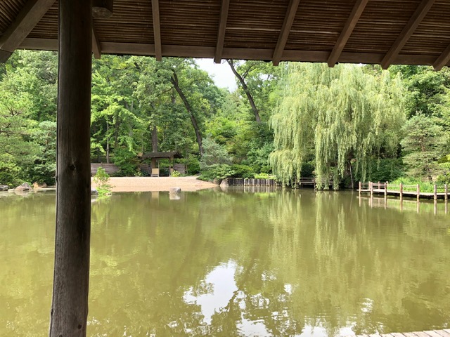Anderson Japanese Garden pond with weeping willow