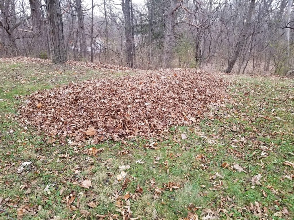 Blown Leaf Pile