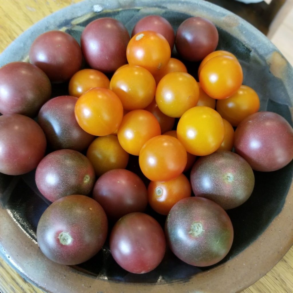 Sungold and Black Cherry Tomatoes