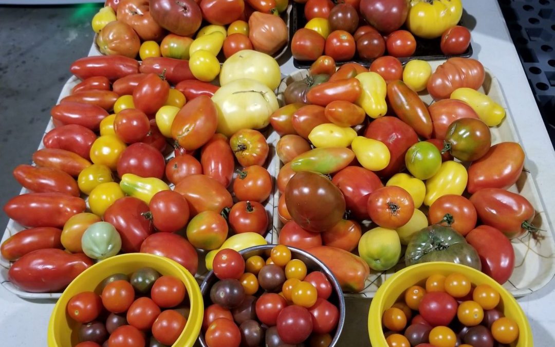 Tomato Harvest