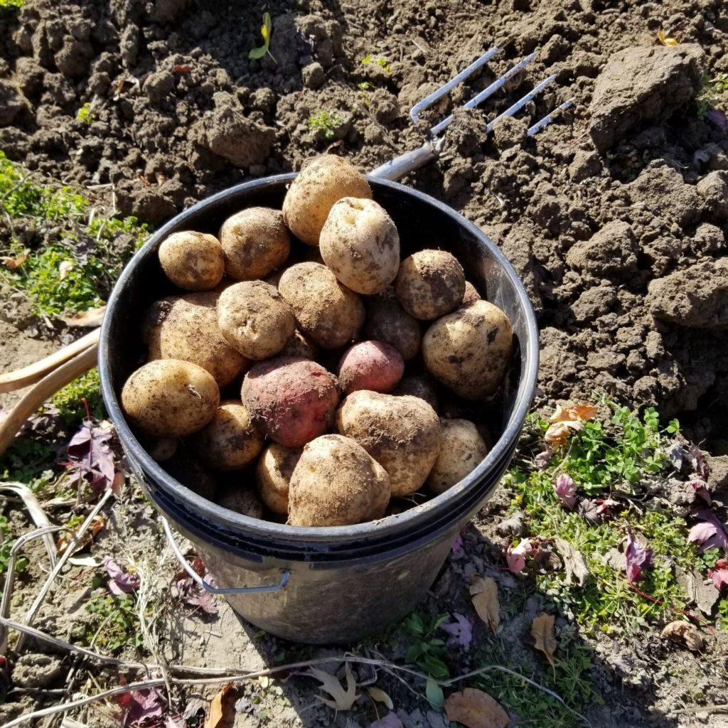 Newly Dug Potatoes