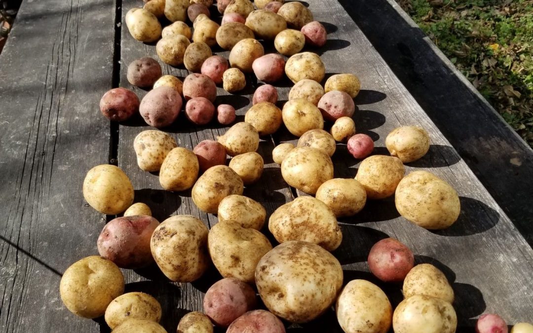 Digging Potatoes