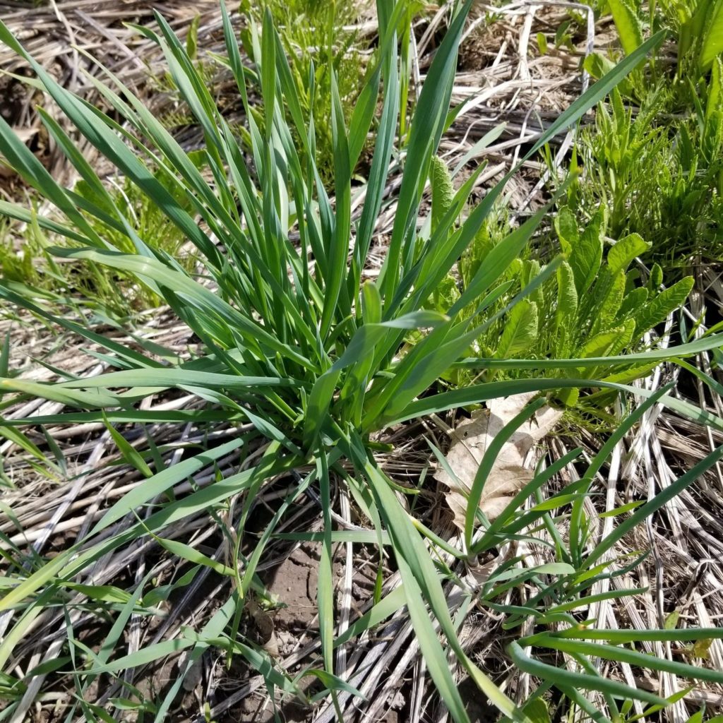 Perennial Garlic