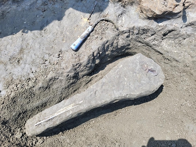 A partially excavated and encased fossil on the beach. An original CobraHead Weeder sits nearby.