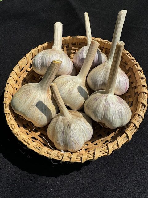 Garlic