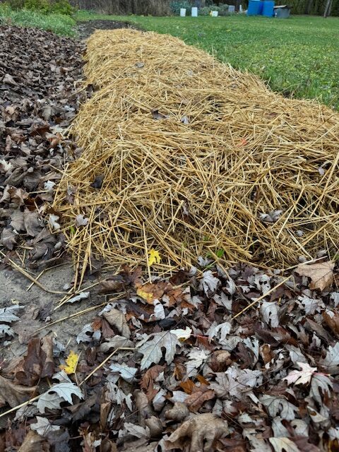 Garlic Under Straw