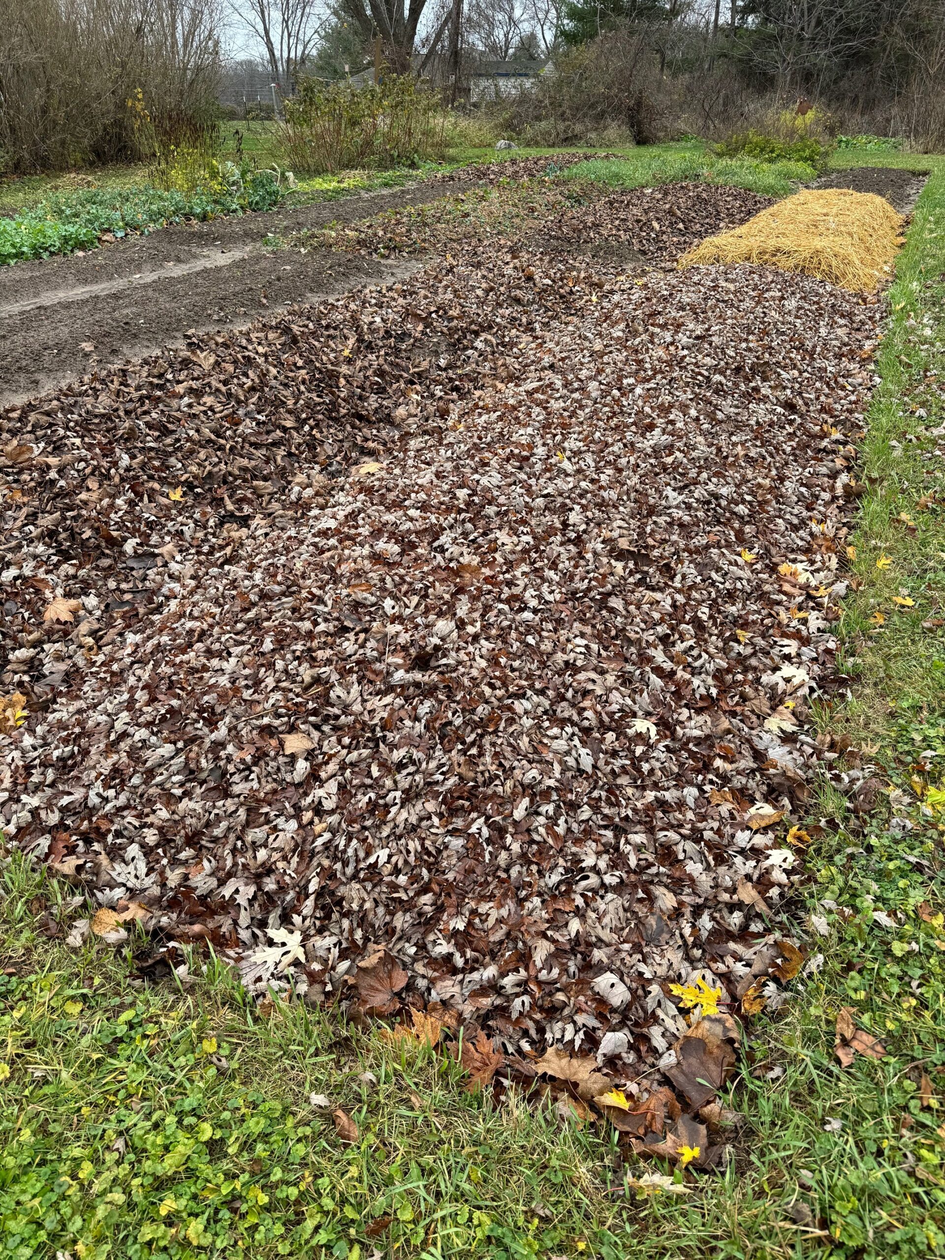 Leaf Covered Beds