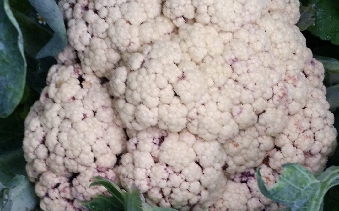 Cauliflower