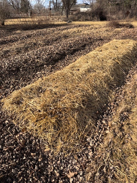 Garlic Bed