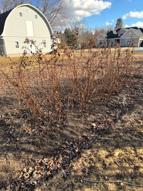 February Garden