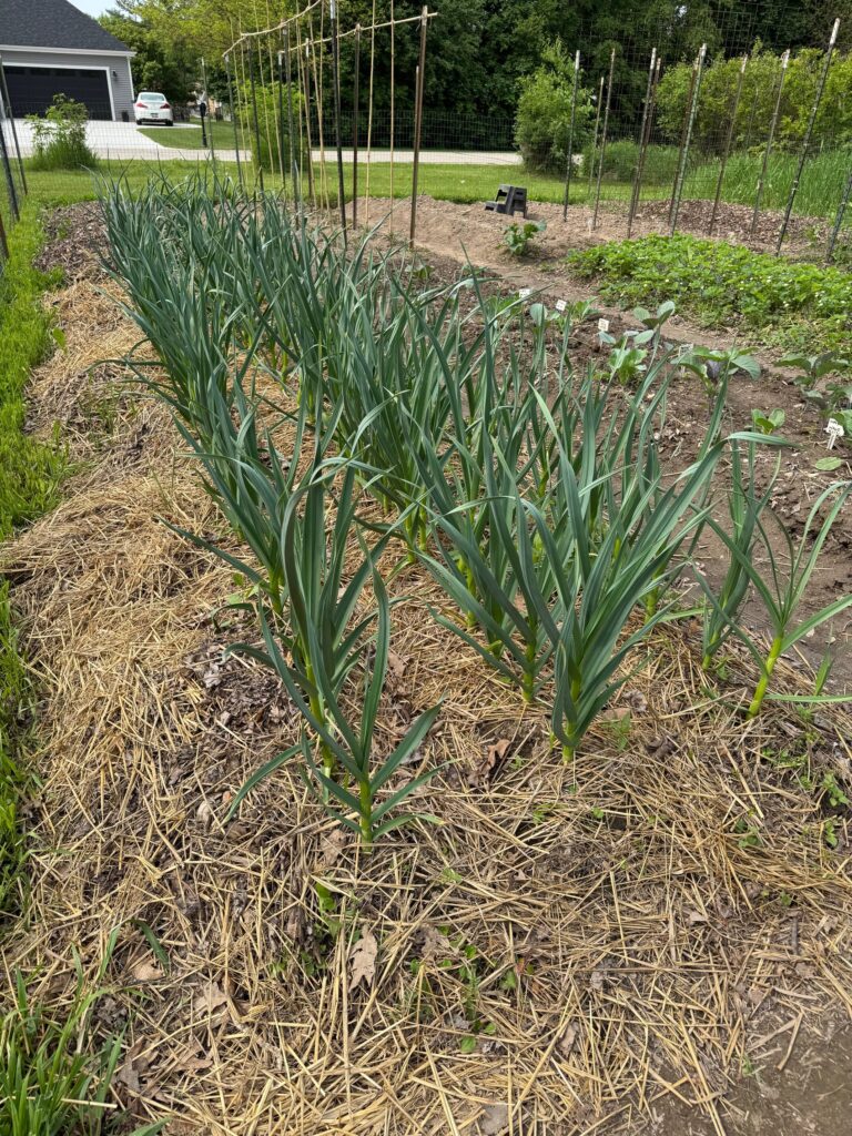 Garlic