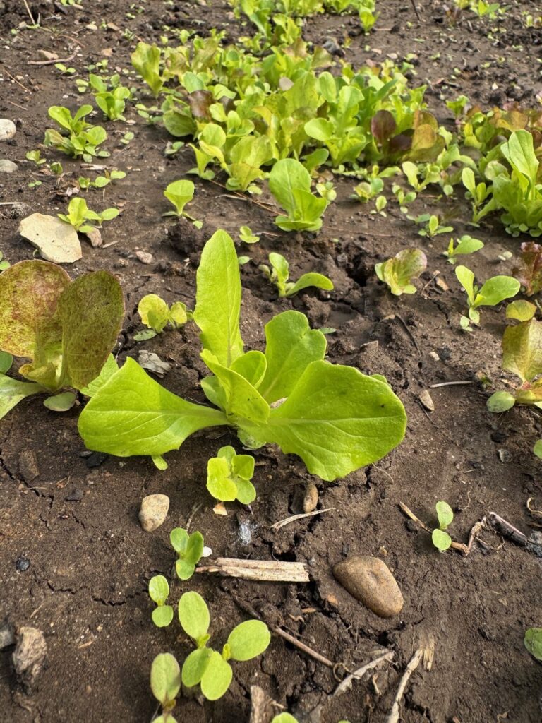 Lettuce
