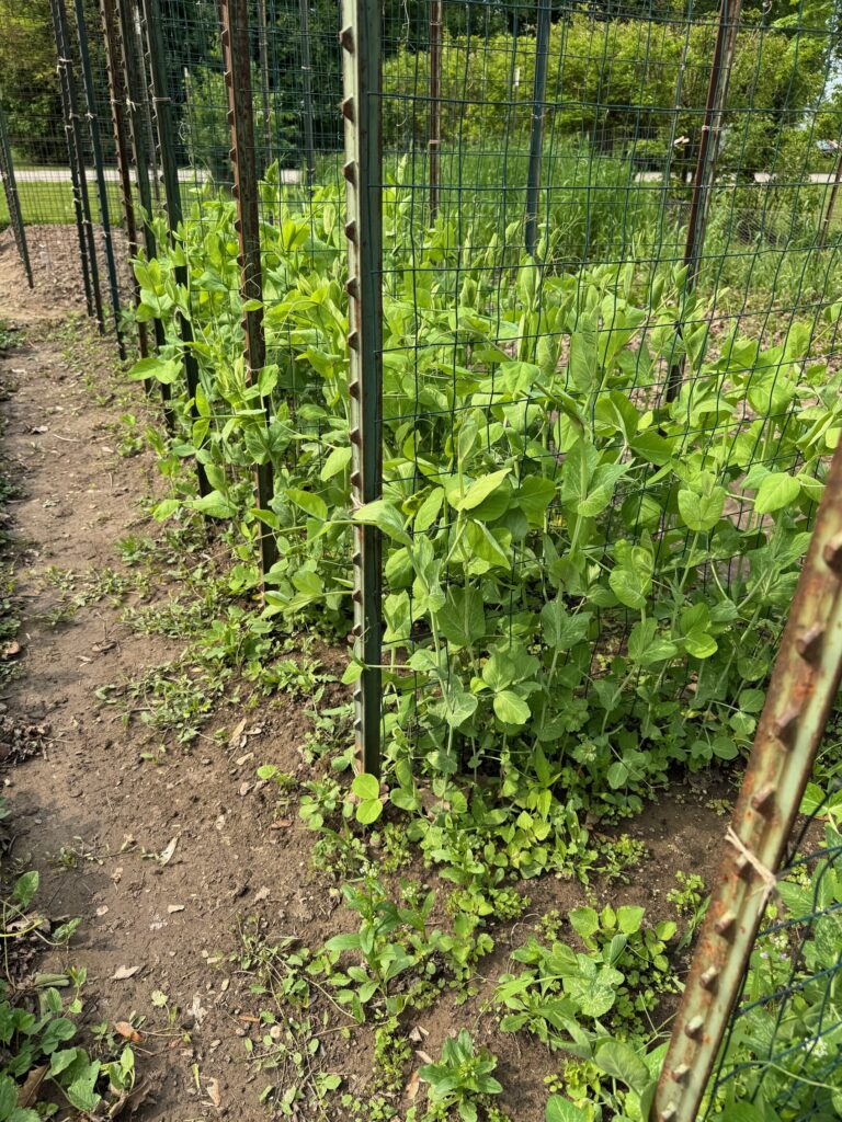 Peas