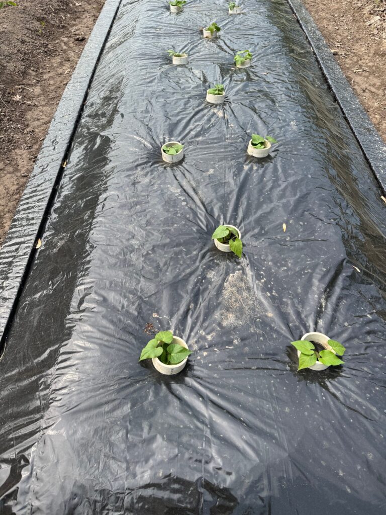 Sweet Potatoes