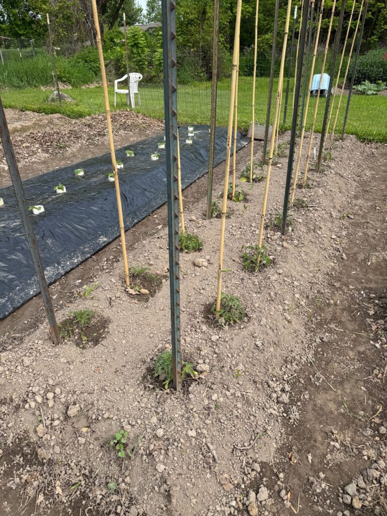 Tomatoes