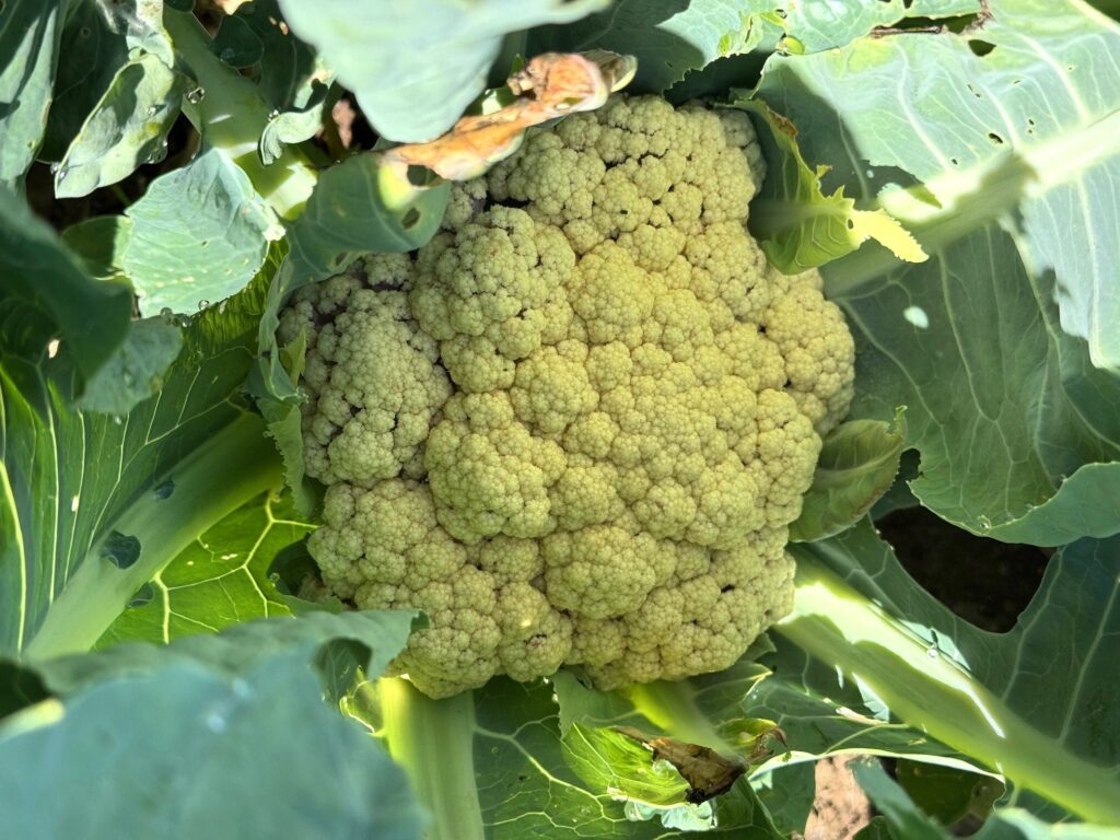 Cauliflower