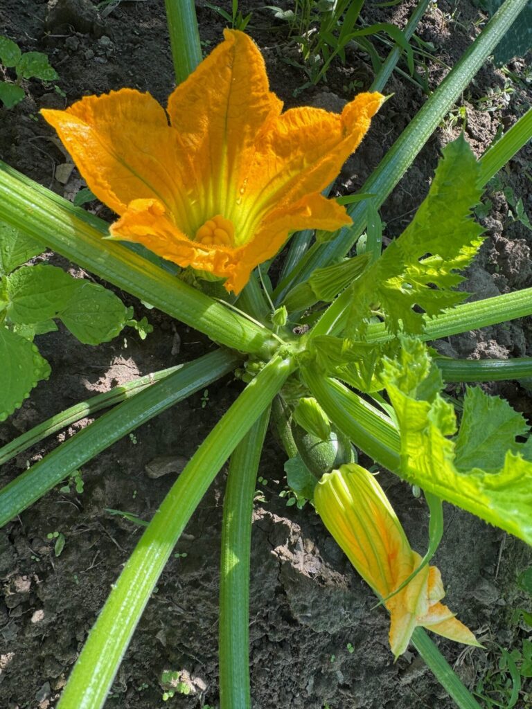 Zucchini
