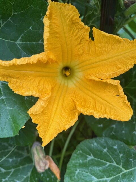 Butternut Squash Blossom