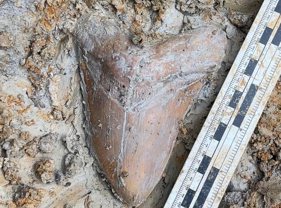 More Fossil Finds with CobraHead!