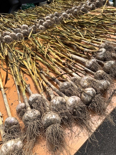 Drying Garlic