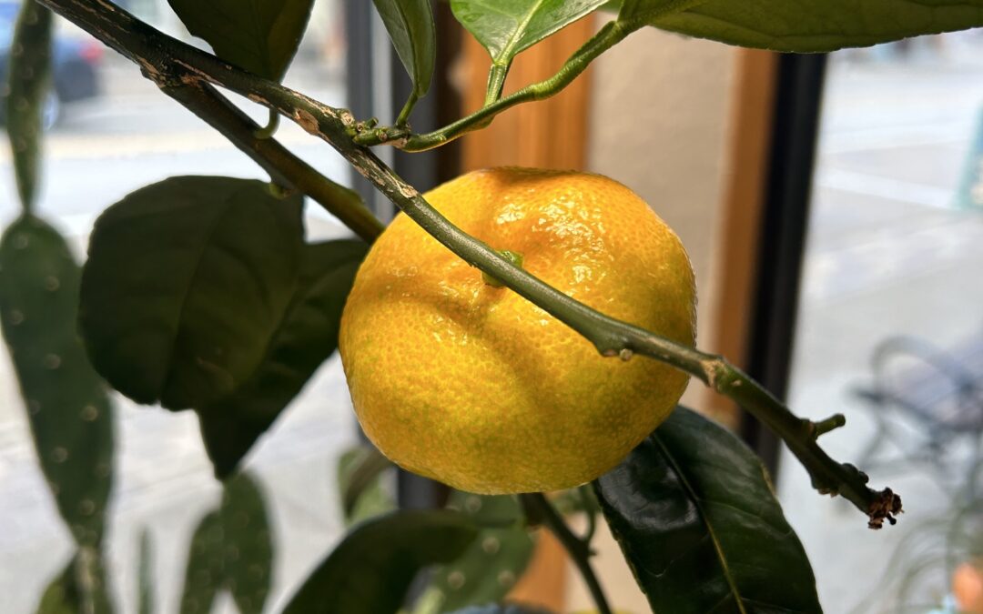 Growing Citrus in Containers: A Smart and Flexible Way to Garden