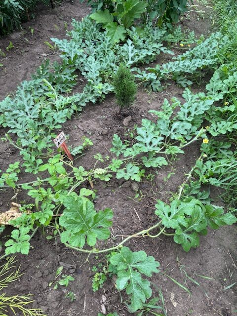Watermelon and Rosemary