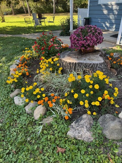 Marigolds and More