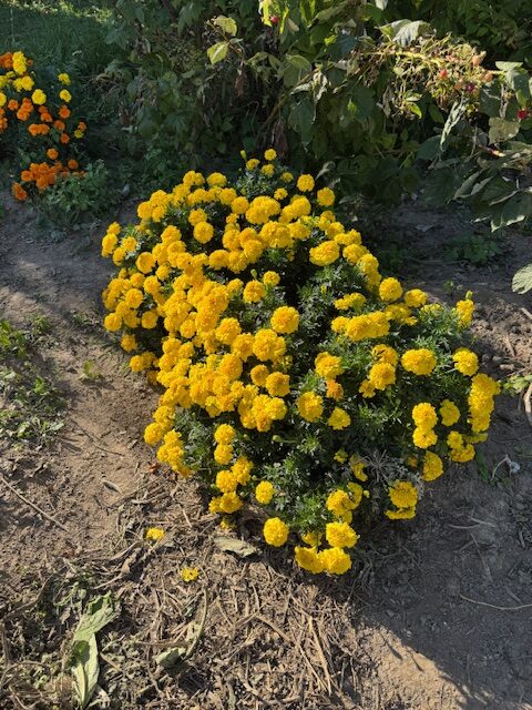 Marigolds