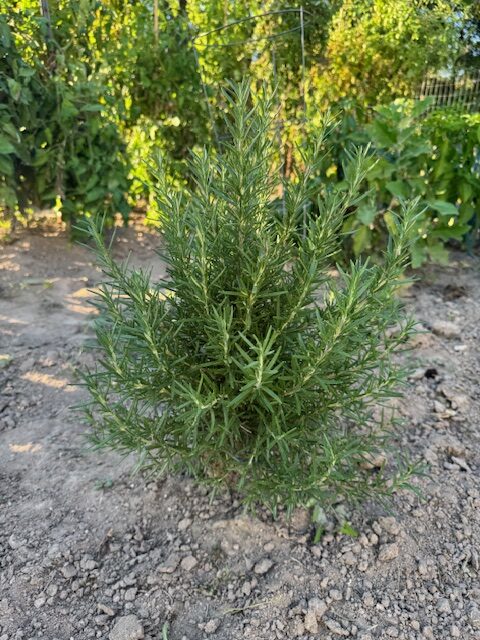 Growing Rosemary