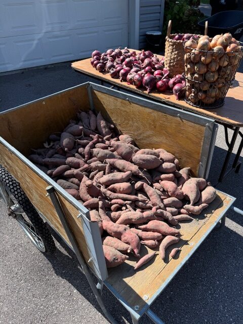 Sweet Potatoes and Onions
